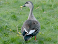 Indian Spot-billed Duck